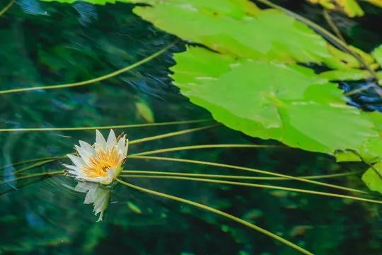 加拿大PC28软件 海报